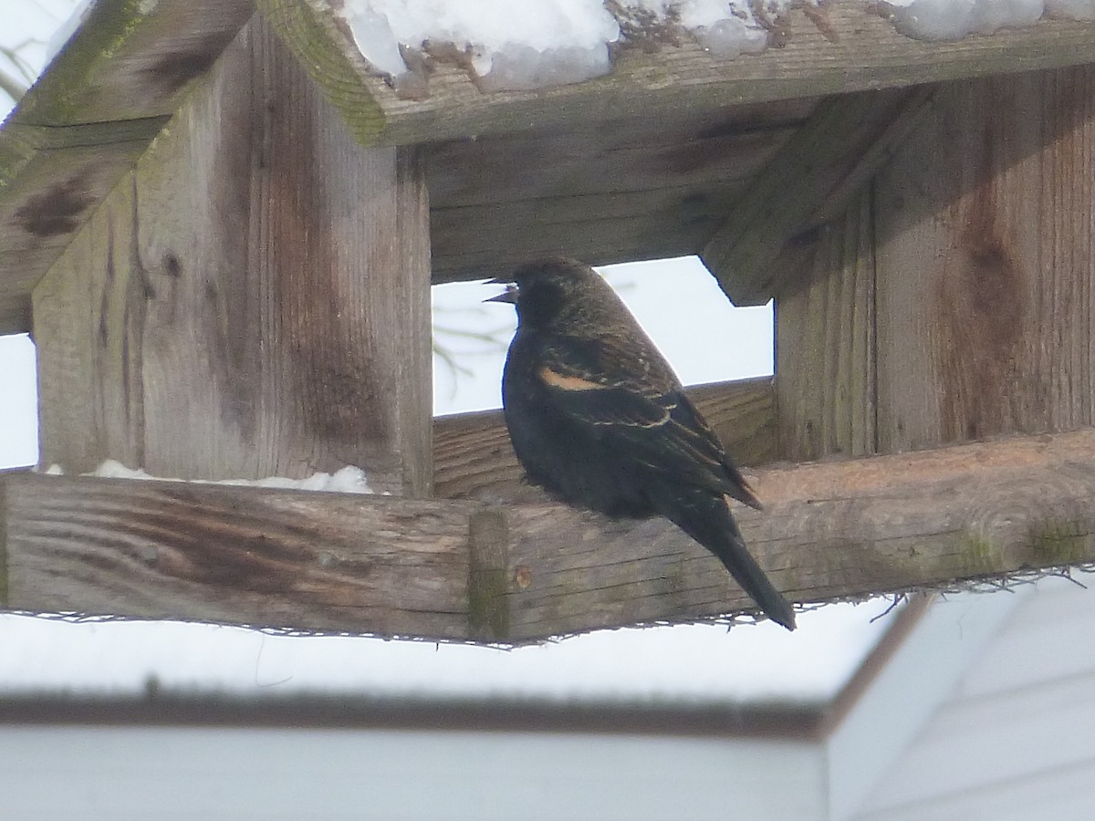 Red-winged Blackbird - ML613557304