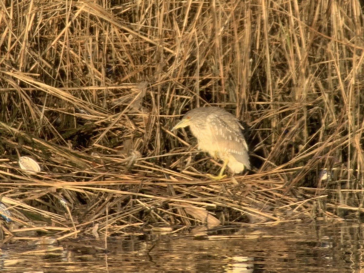 Black-crowned Night Heron - ML613557309