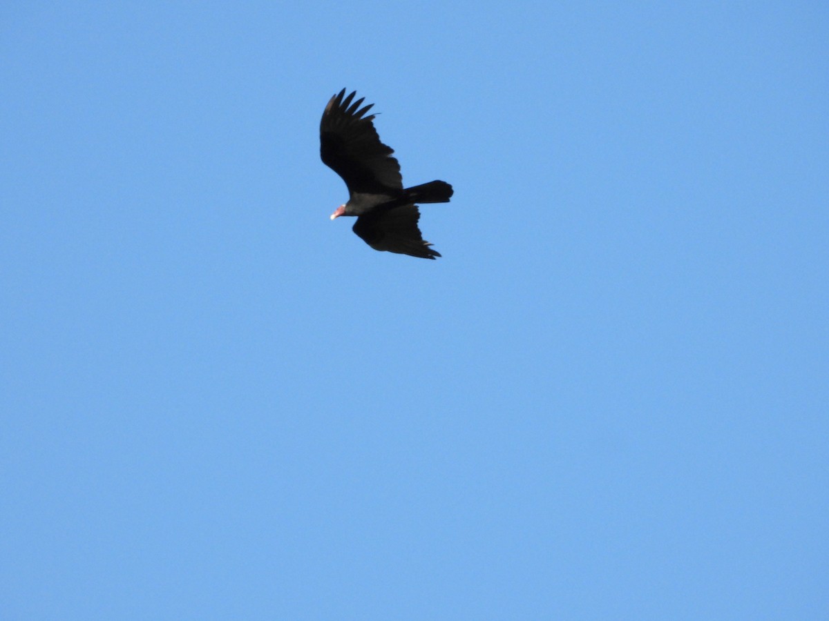 Turkey Vulture - ML613557326