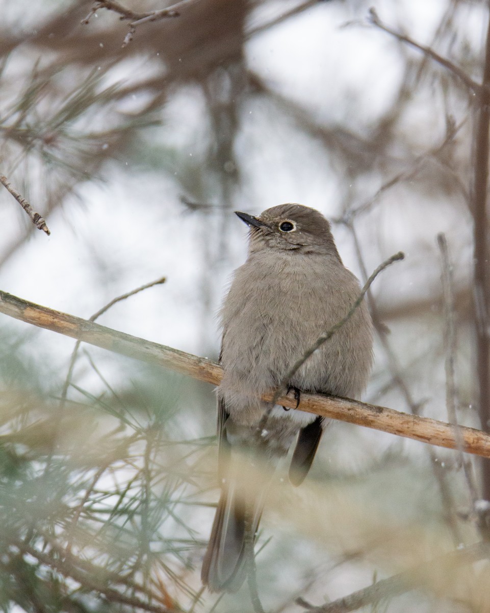 Townsend's Solitaire - ML613557330