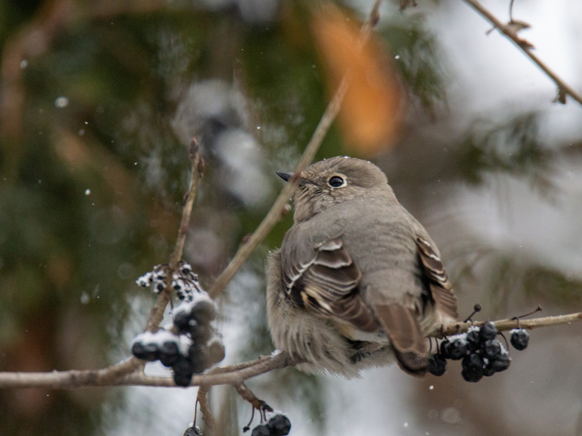 Townsend's Solitaire - Laurent Bédard