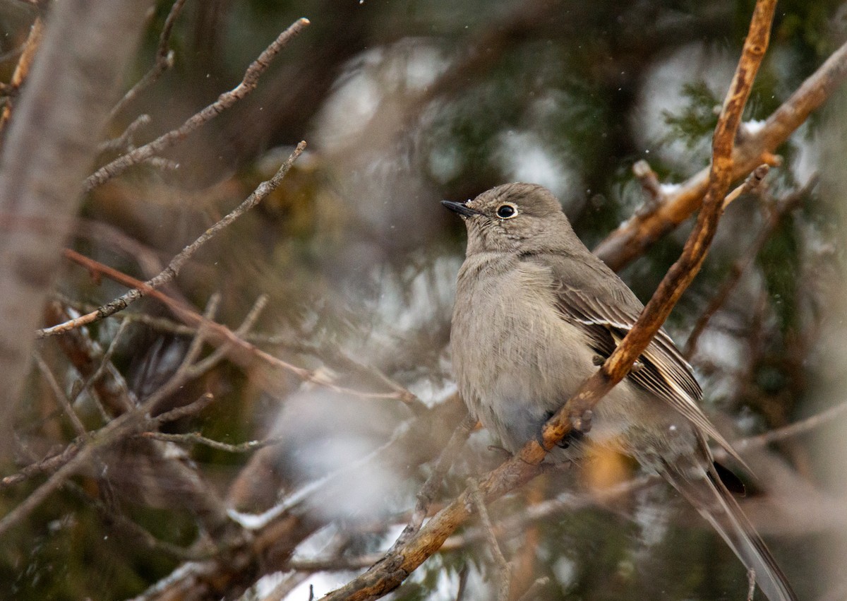 Townsend's Solitaire - ML613557334