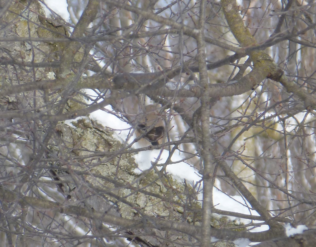 Northern Shrike - ML613557348