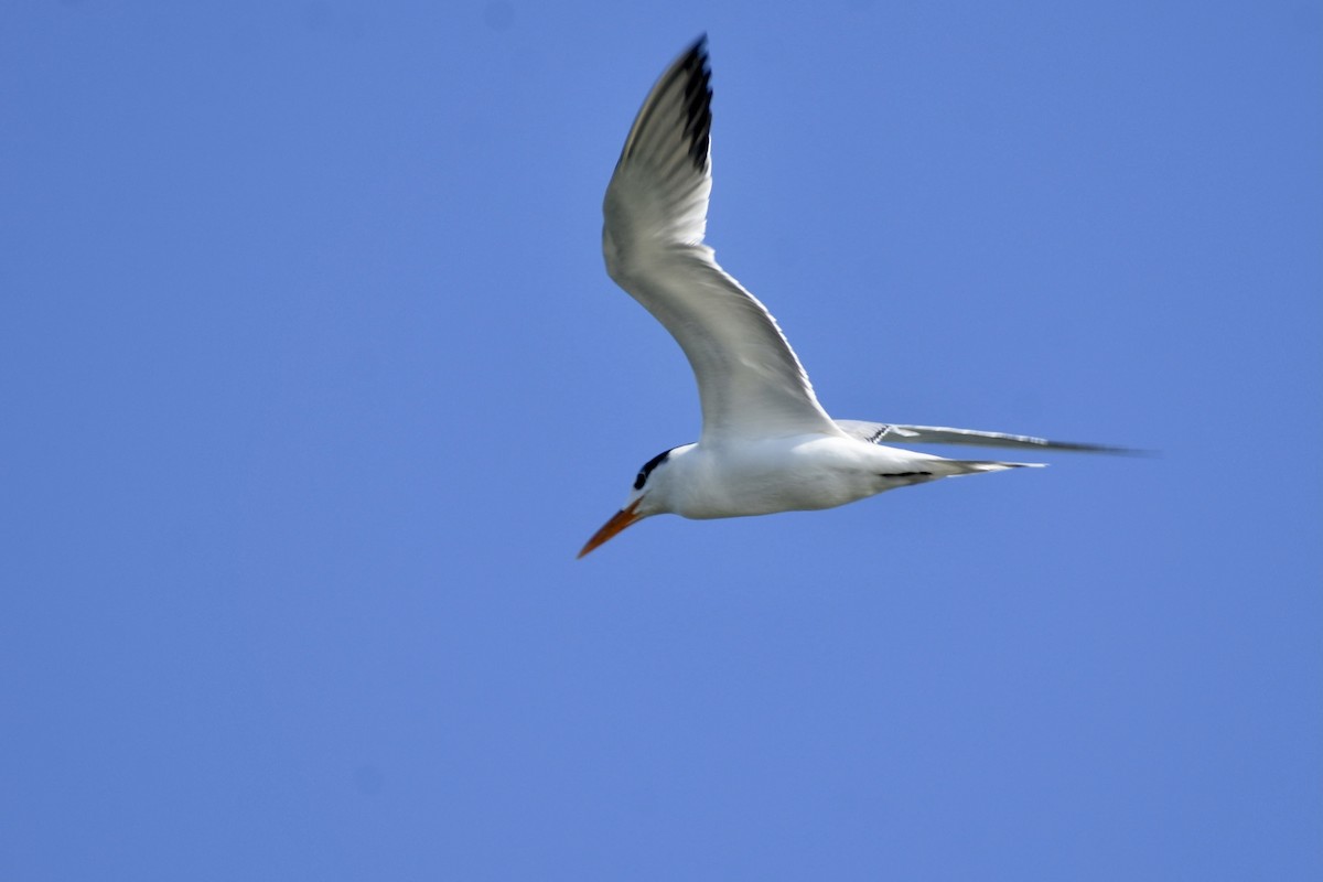 Royal Tern - Alexis  Callejas Segura