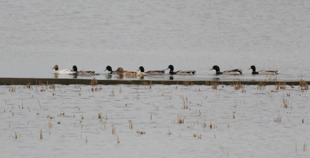 Mallard - Elaheh Afsaneh