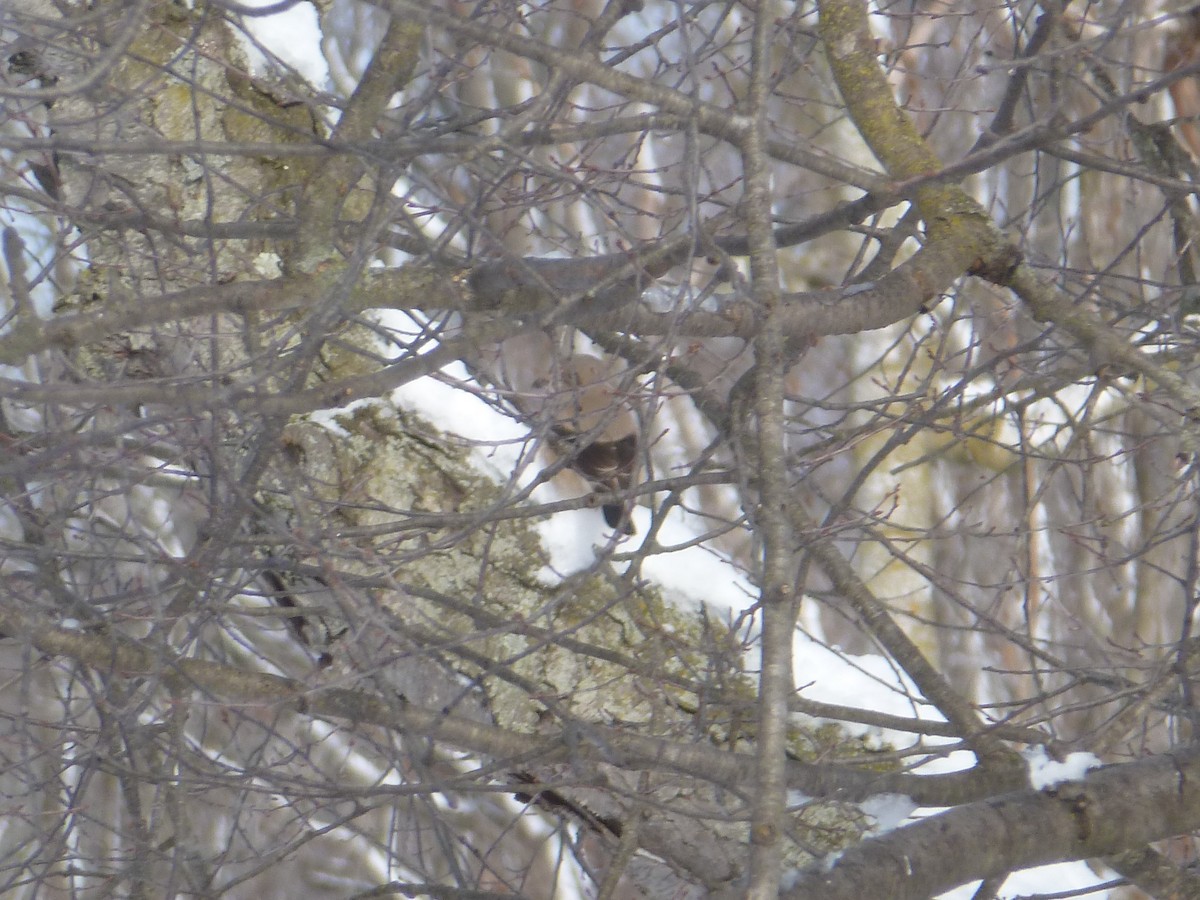 Northern Shrike - ML613557375