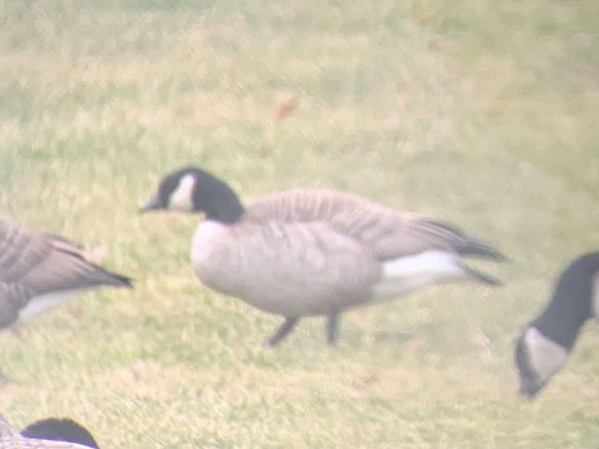 Cackling Goose - ML613557413