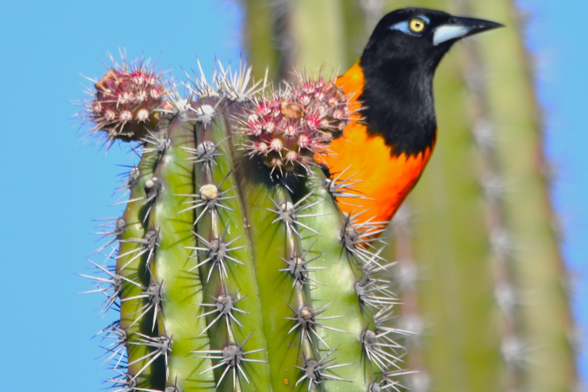 Venezuelan Troupial - ML613557423