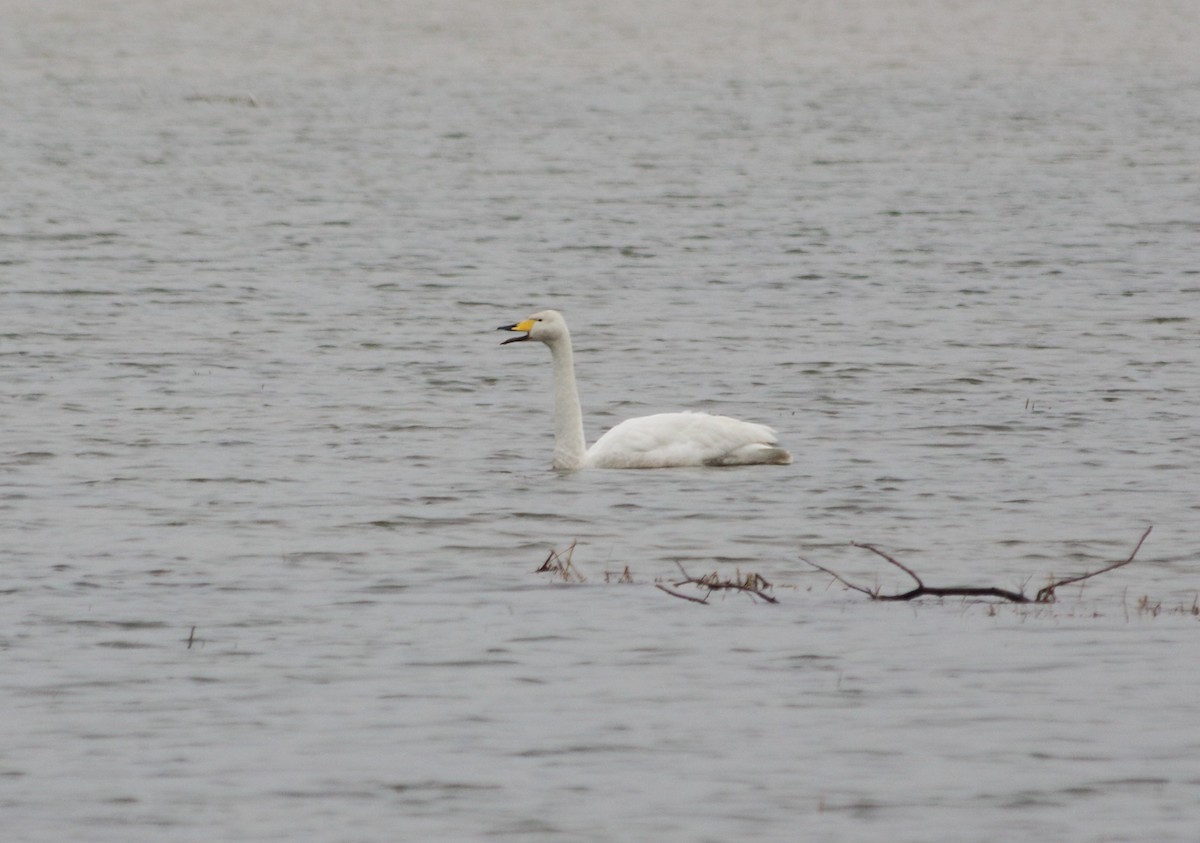 Whooper Swan - ML613557427