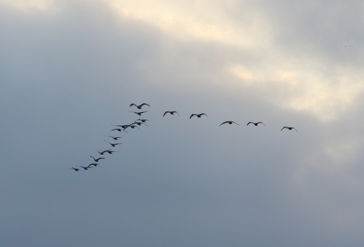 Whooper Swan - ML613557428