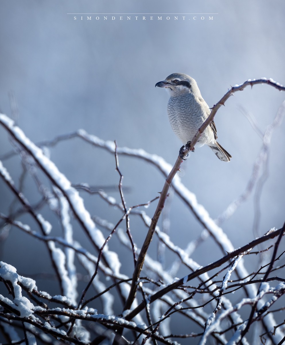 Northern Shrike - ML613557432