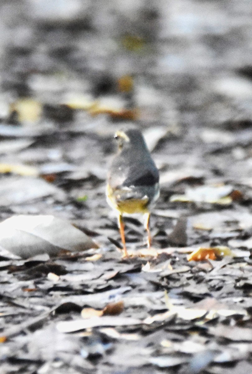 Northern Waterthrush - ML613557433