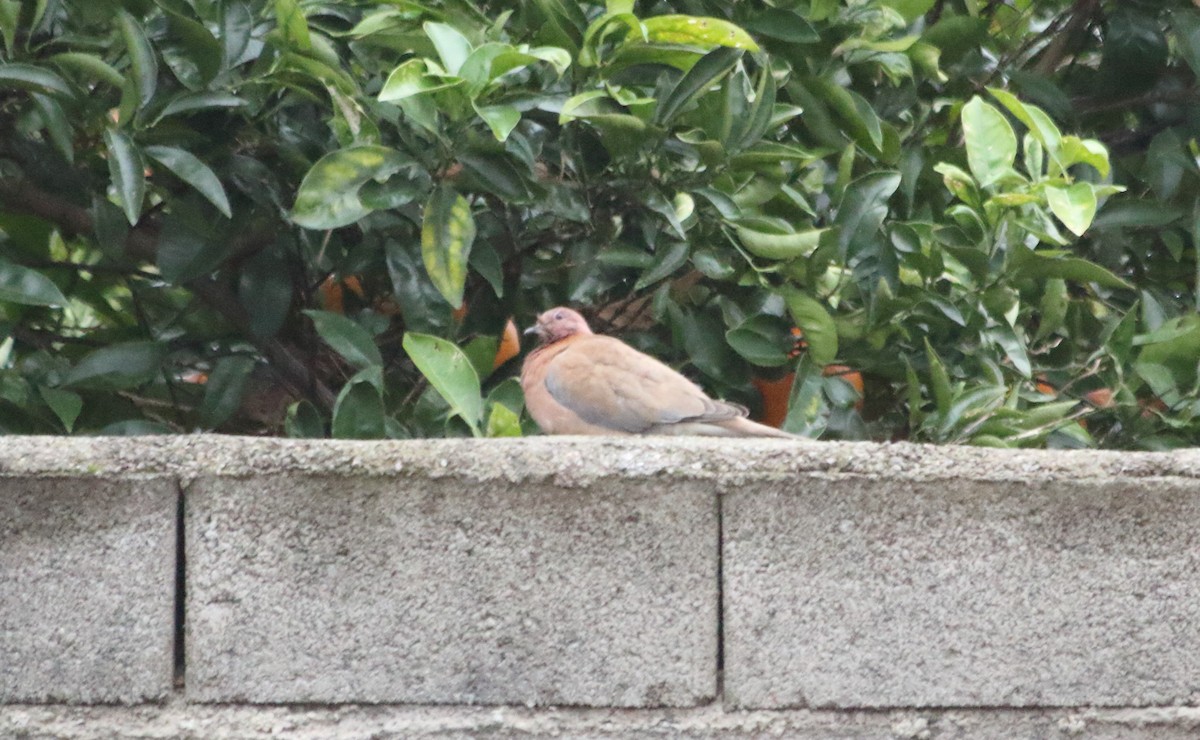 Laughing Dove - Elaheh Afsaneh