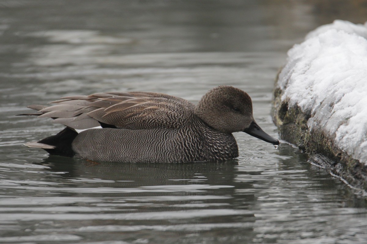 Gadwall - ML613557473