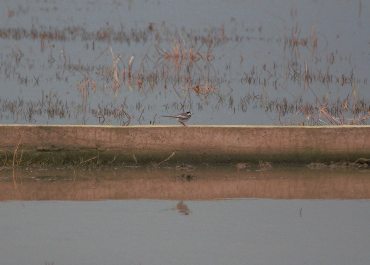 White Wagtail - Elaheh Afsaneh