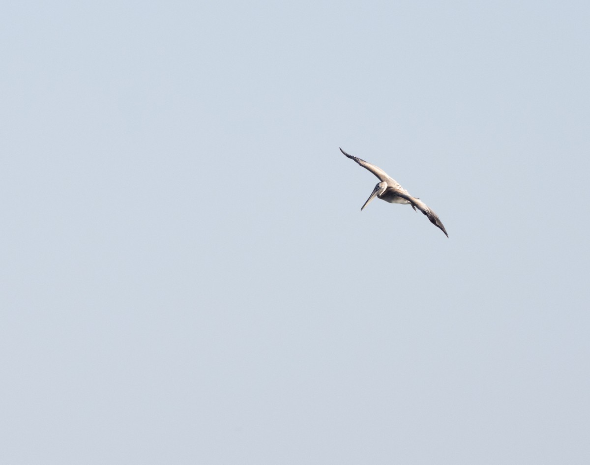 Brown Pelican - ML613557482