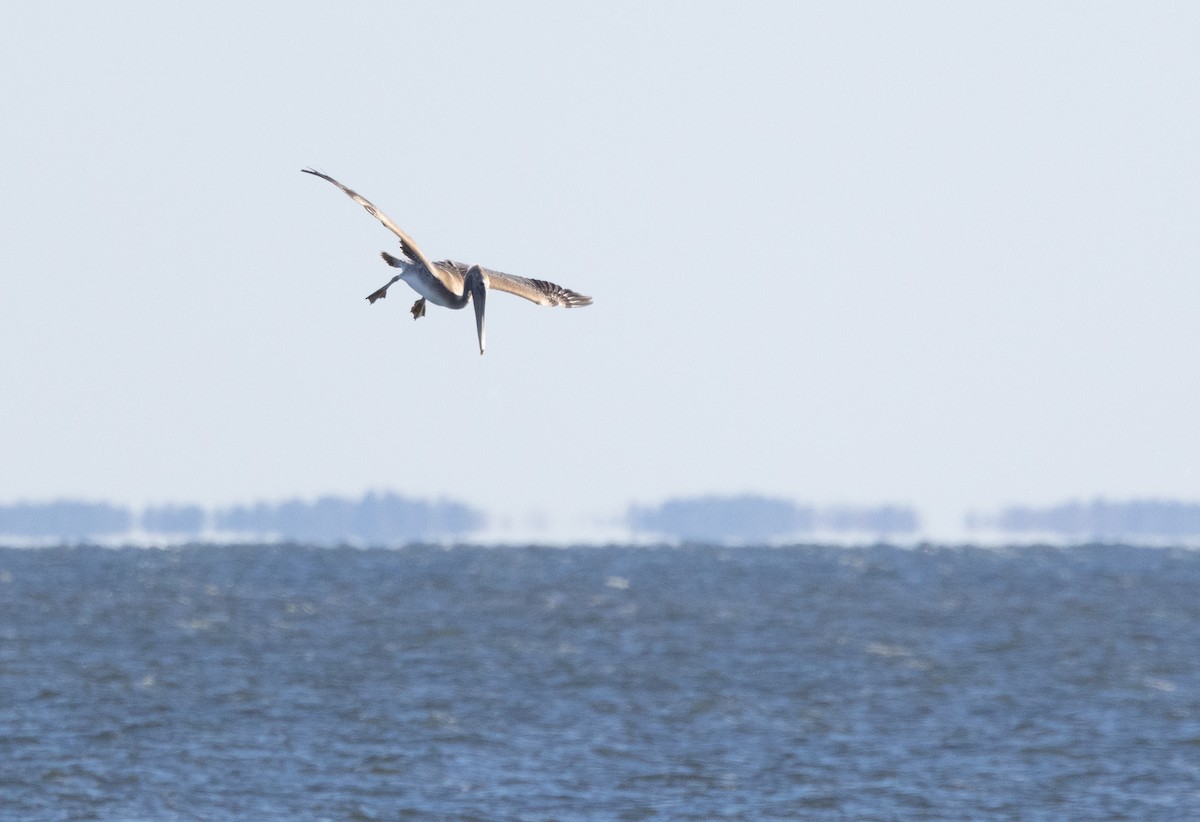 Brown Pelican - ML613557483