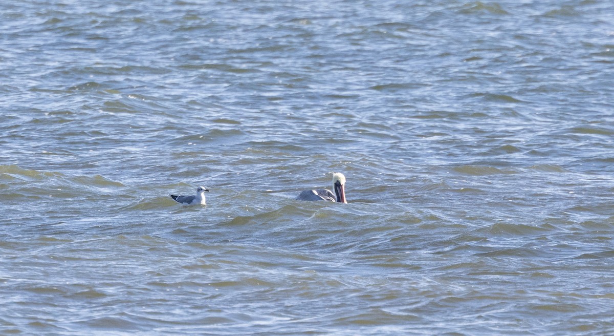 Brown Pelican - ML613557485