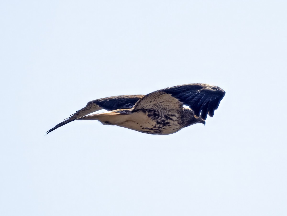 Red-tailed Hawk (borealis) - ML613557537