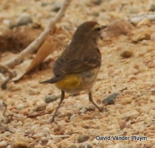 Paruline à couronne rousse (palmarum) - ML613557552