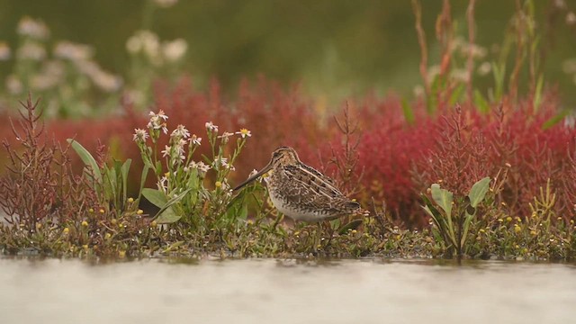 Common Snipe - ML613557580