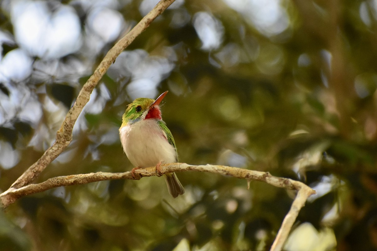 Cuban Tody - Alexis  Callejas Segura