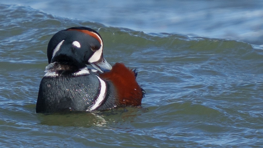 Harlequin Duck - Jeremy Nadel