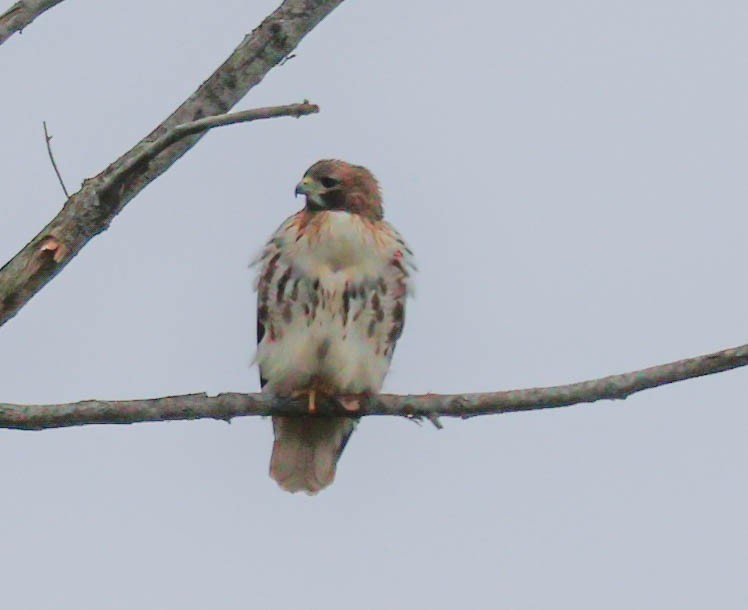 Red-tailed Hawk - ML613557636