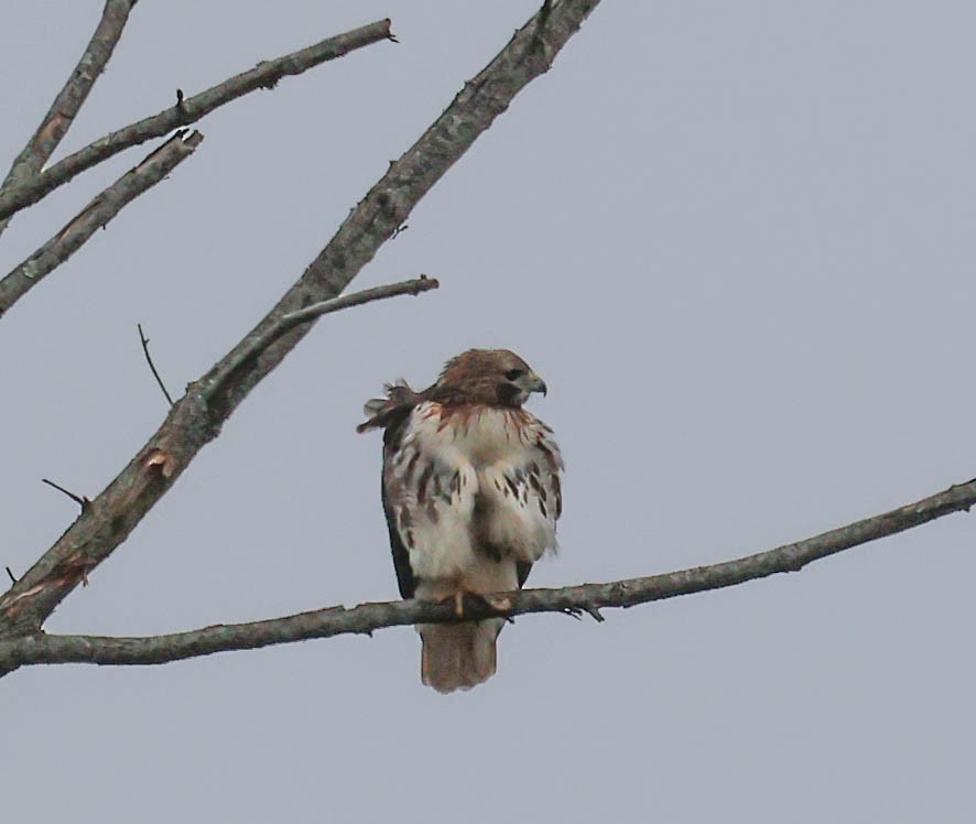 Red-tailed Hawk - ML613557641