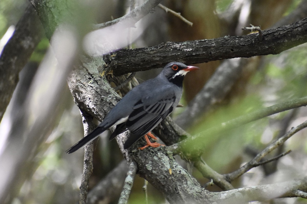 Red-legged Thrush - Alexis  Callejas Segura