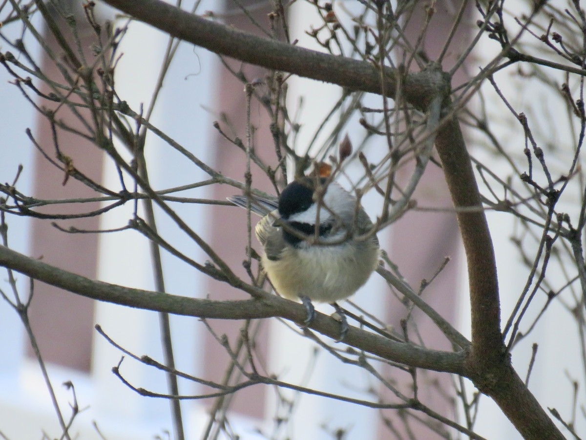 Carolina Chickadee - ML613557677