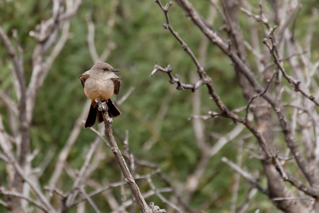 Say's Phoebe - ML613557720