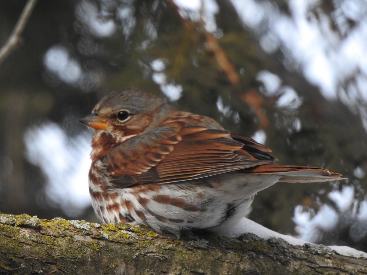 Fox Sparrow - ML613557752