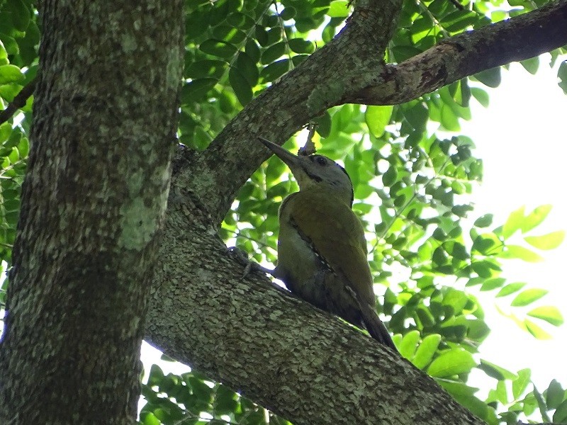 Gray-headed Woodpecker (Black-naped) - ML613557807