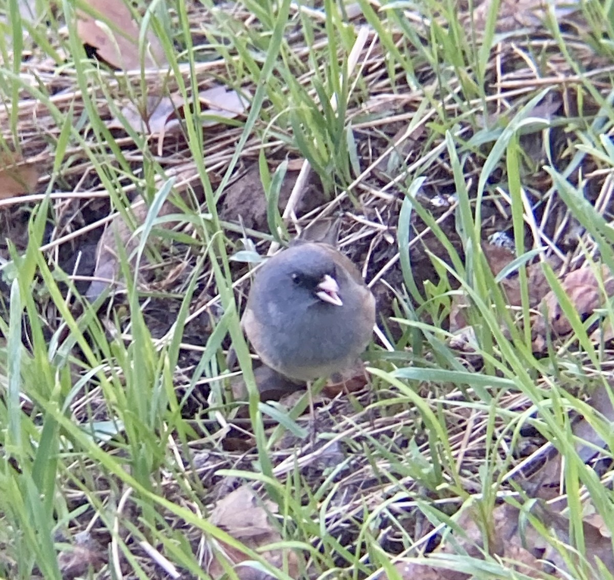 Dark-eyed Junco (Pink-sided) - ML613557843