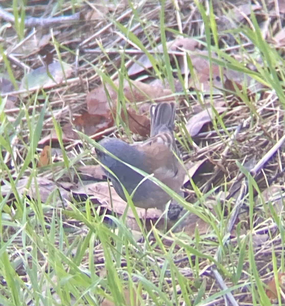 Dark-eyed Junco (Pink-sided) - ML613557845