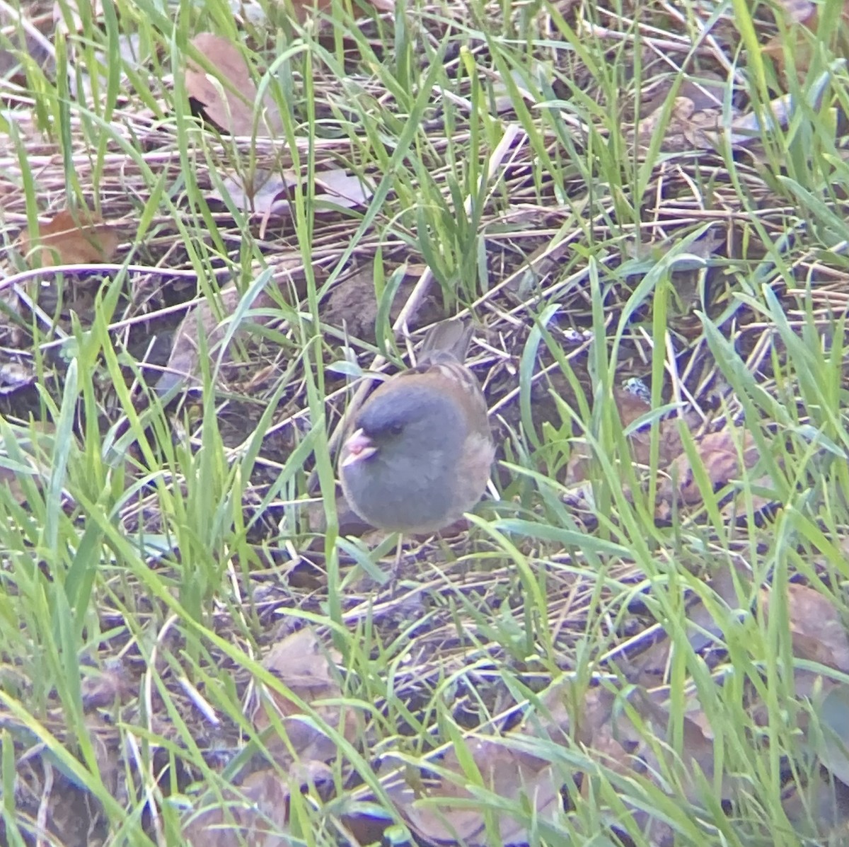 Dark-eyed Junco (Pink-sided) - ML613557846