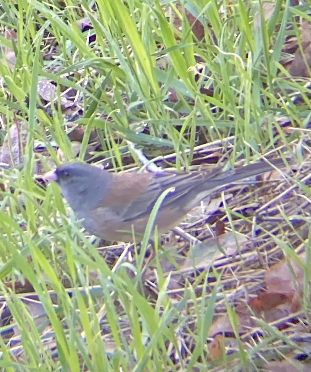 Dark-eyed Junco (Pink-sided) - ML613557847