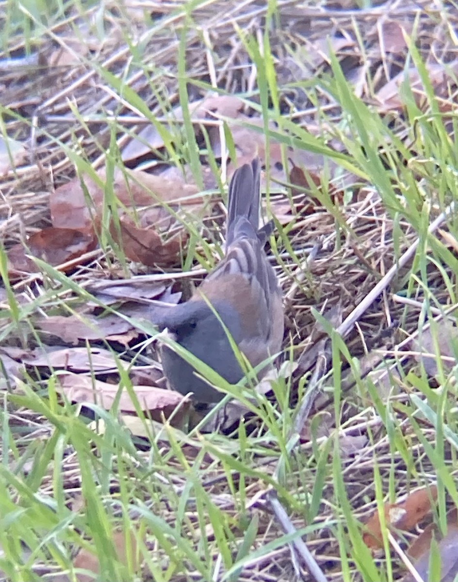 Dark-eyed Junco (Pink-sided) - ML613557848
