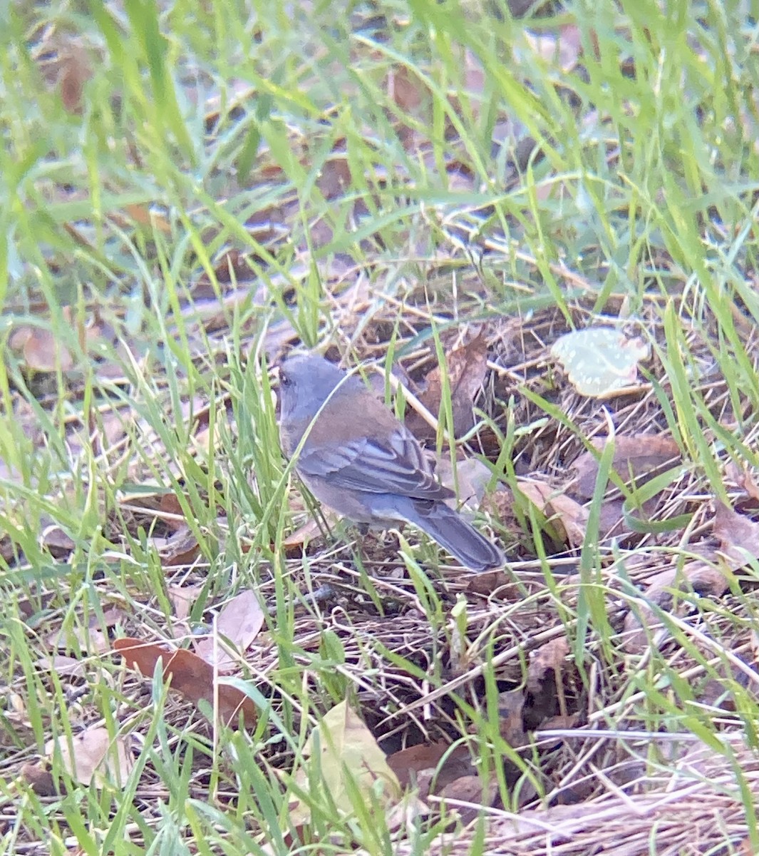 Dark-eyed Junco (Pink-sided) - ML613557849