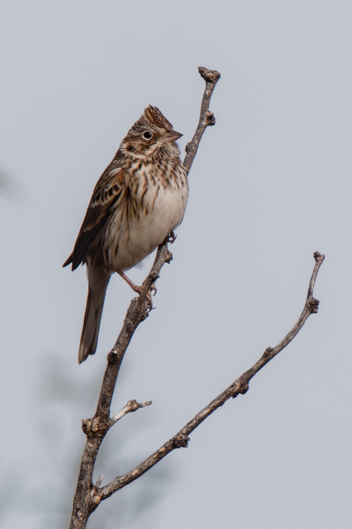 Vesper Sparrow - CJ FLICK