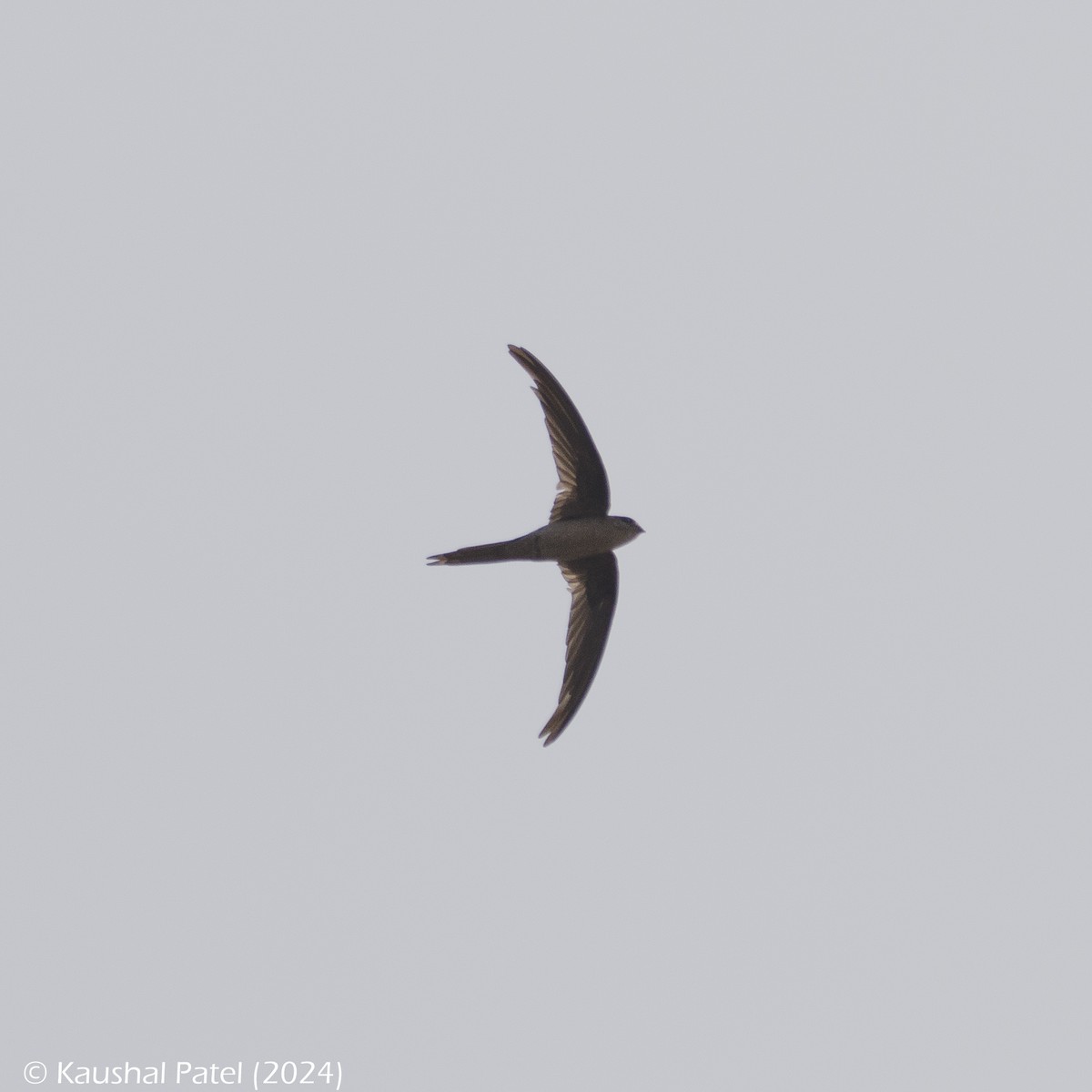 Asian Palm Swift - ML613557893