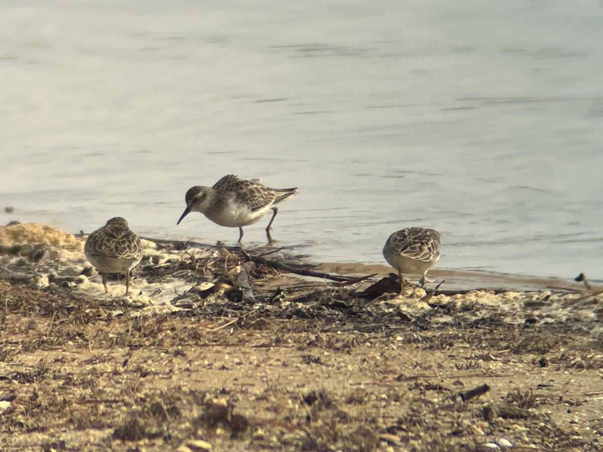 Least Sandpiper - ML613557919