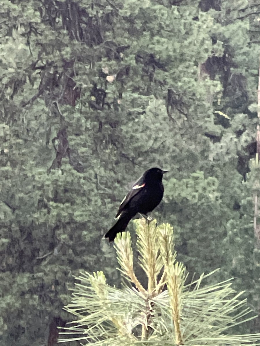 Red-winged Blackbird - ML613557942