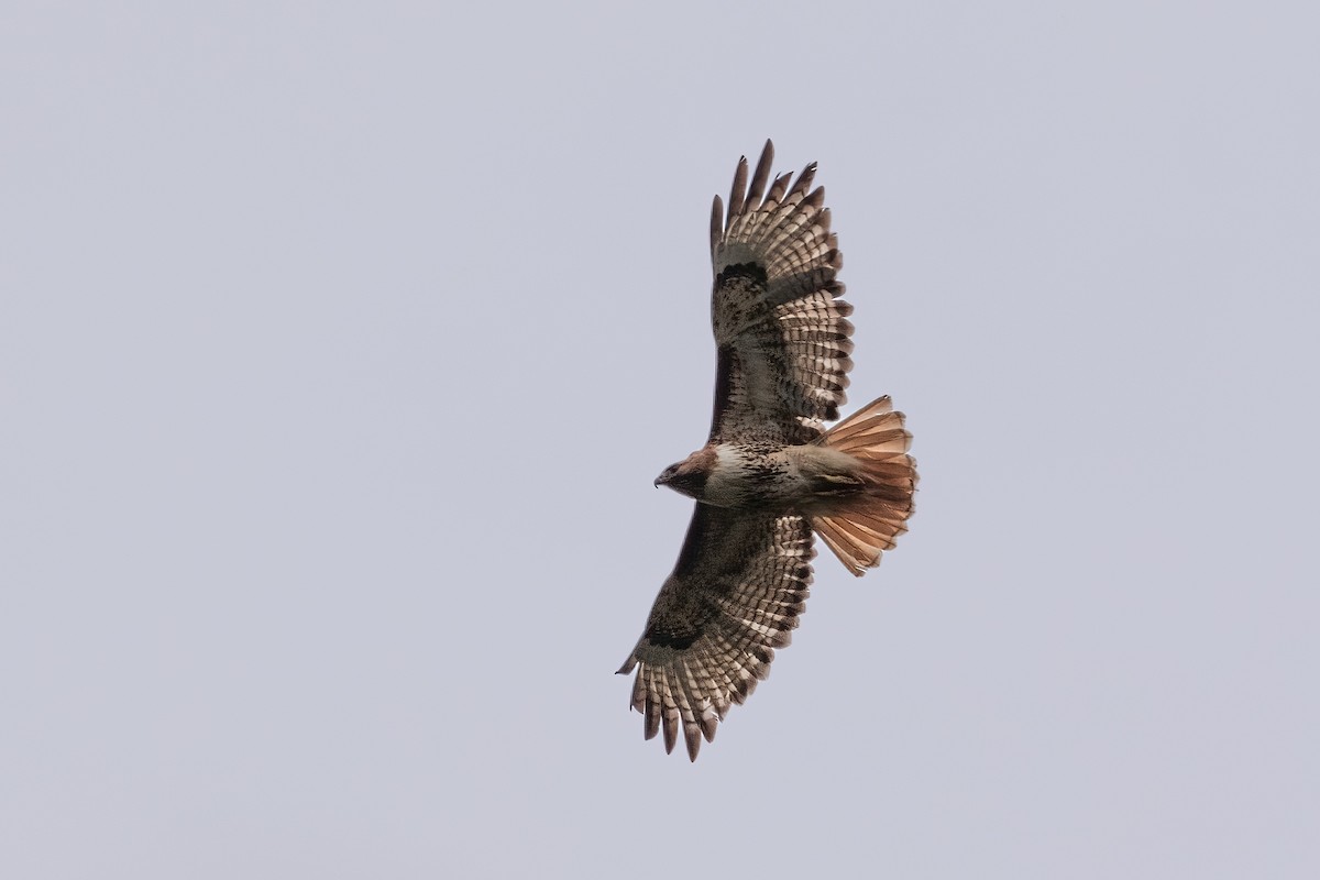 Red-tailed Hawk - ML613557975