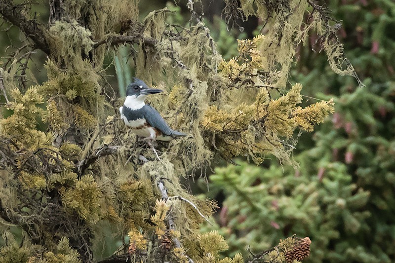 Belted Kingfisher - ML613557989