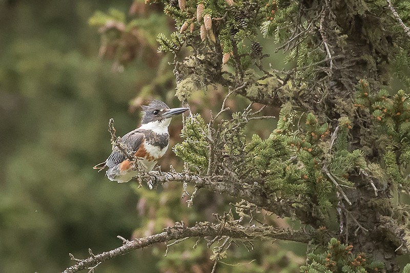 Belted Kingfisher - ML613558042