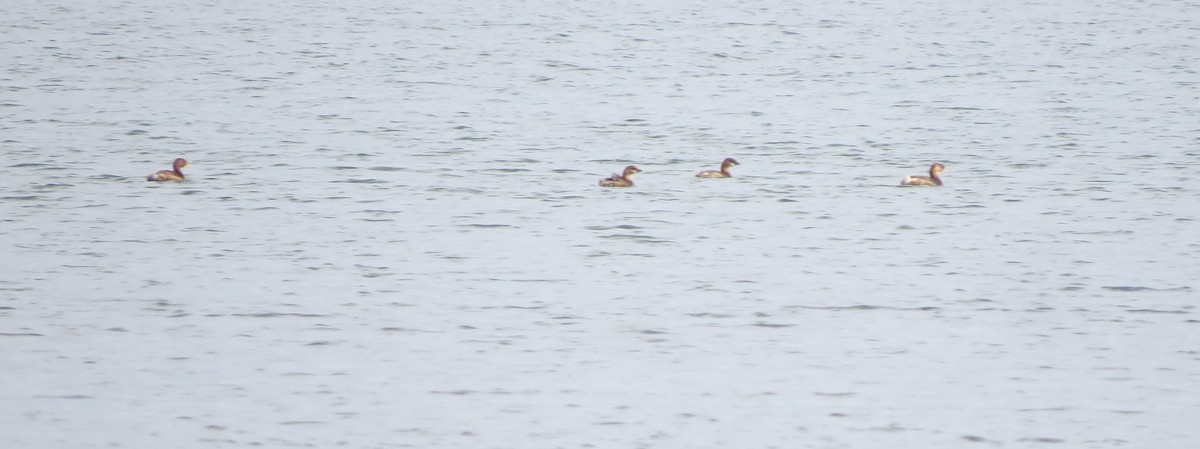 Pied-billed Grebe - ML613558052