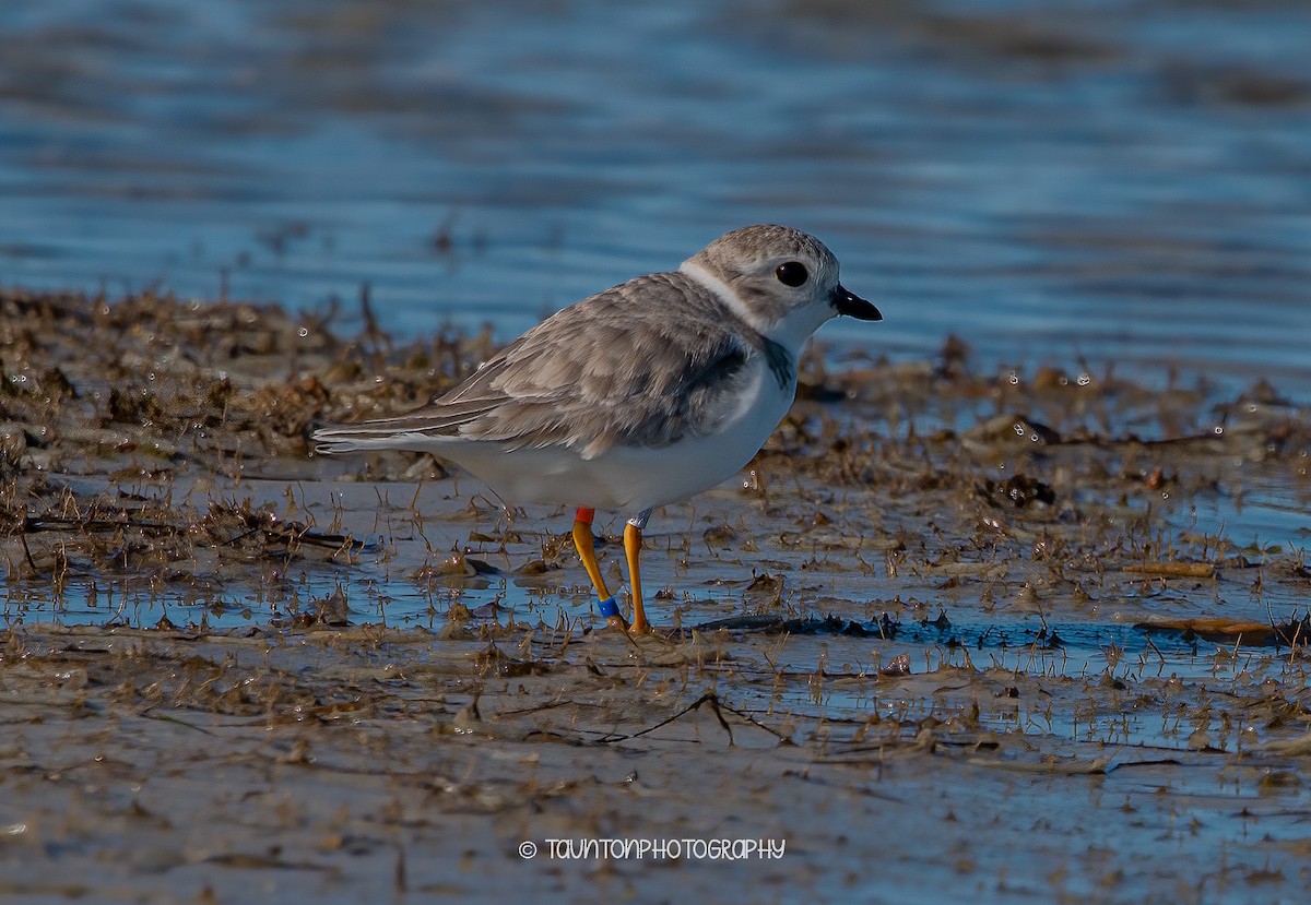 Piping Plover - ML613558058