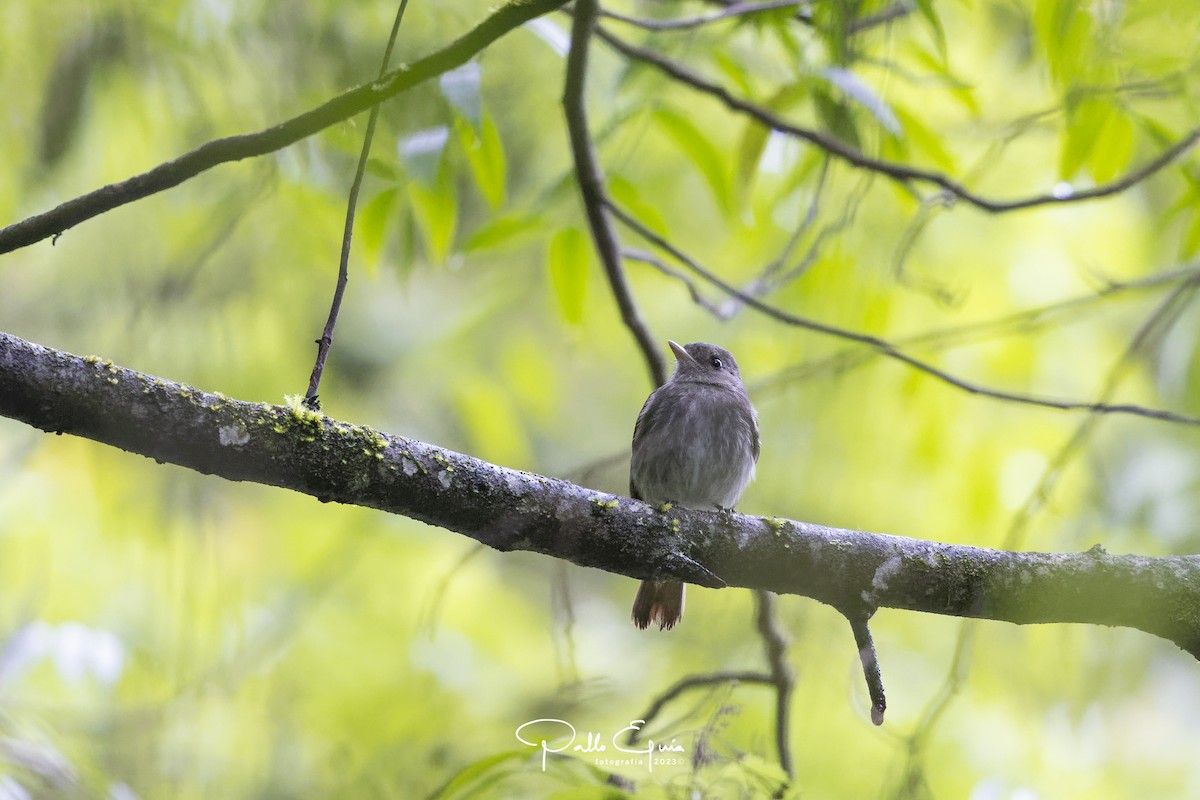 Plumbeous Black-Tyrant - ML613558080